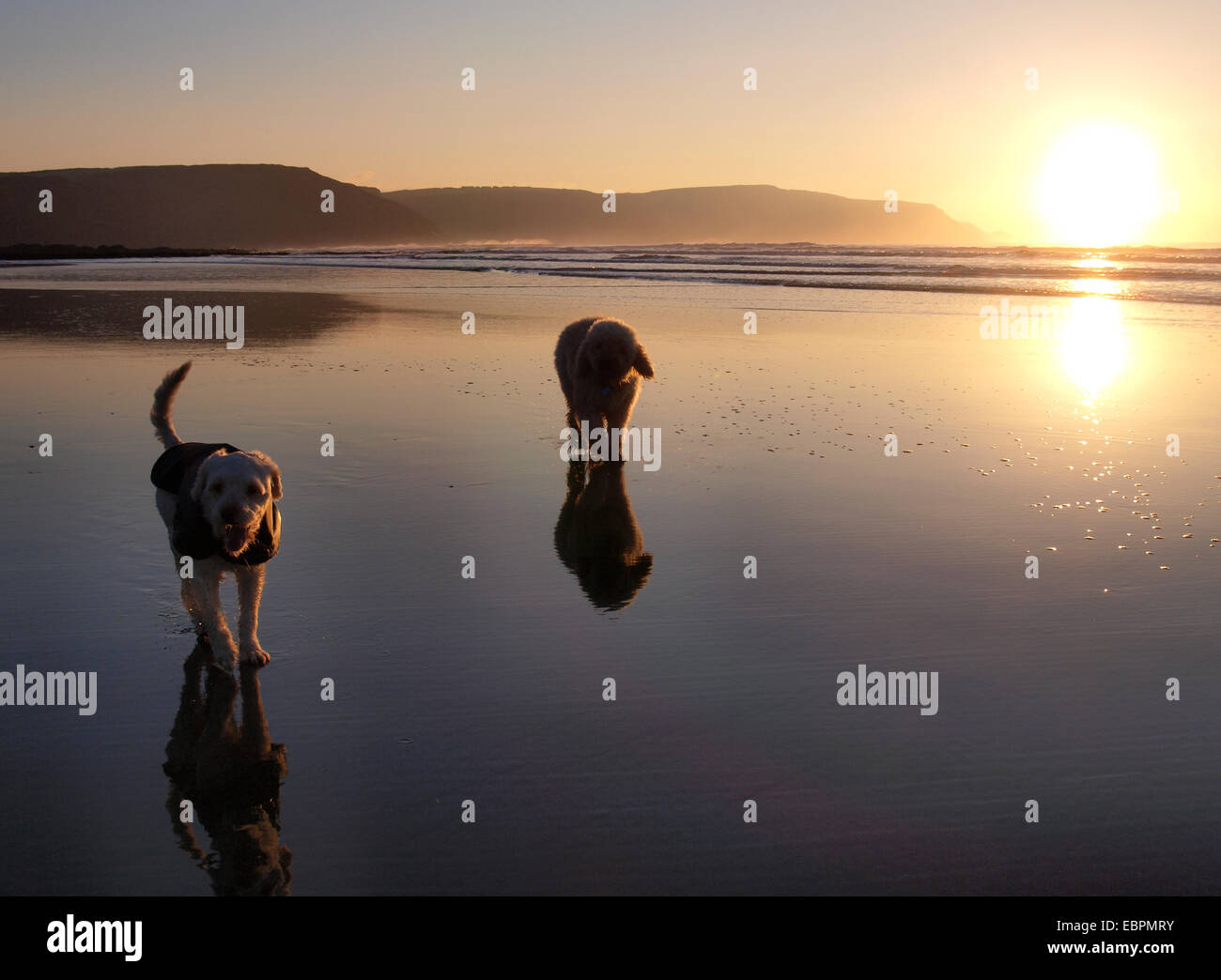 Deux chiens sur la plage au coucher du soleil, Widemouth Bay, Bude, Cornwall, UK Banque D'Images