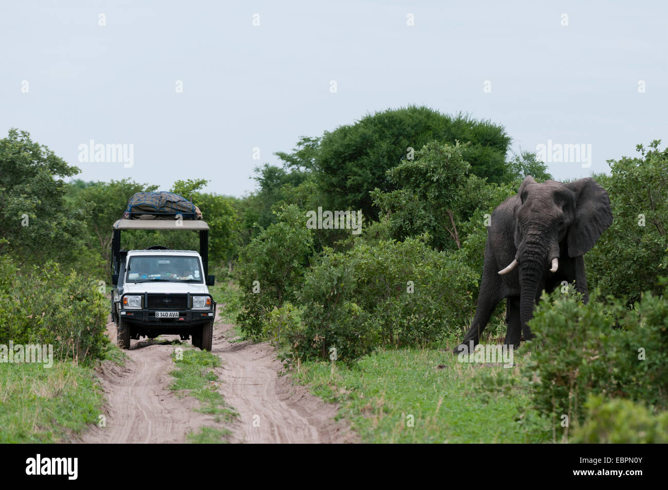 L'éléphant africain (Loxodonta africana), zone de concession Khwai, Okavango Delta, Botswana, Africa Banque D'Images