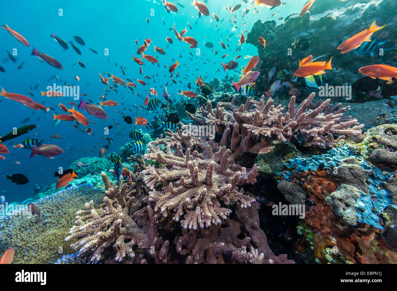Une profusion de coraux et poissons de récif sur Batu Bolong, Parc National de l'île de Komodo, en Indonésie, en Asie du Sud-Est, l'Asie Banque D'Images