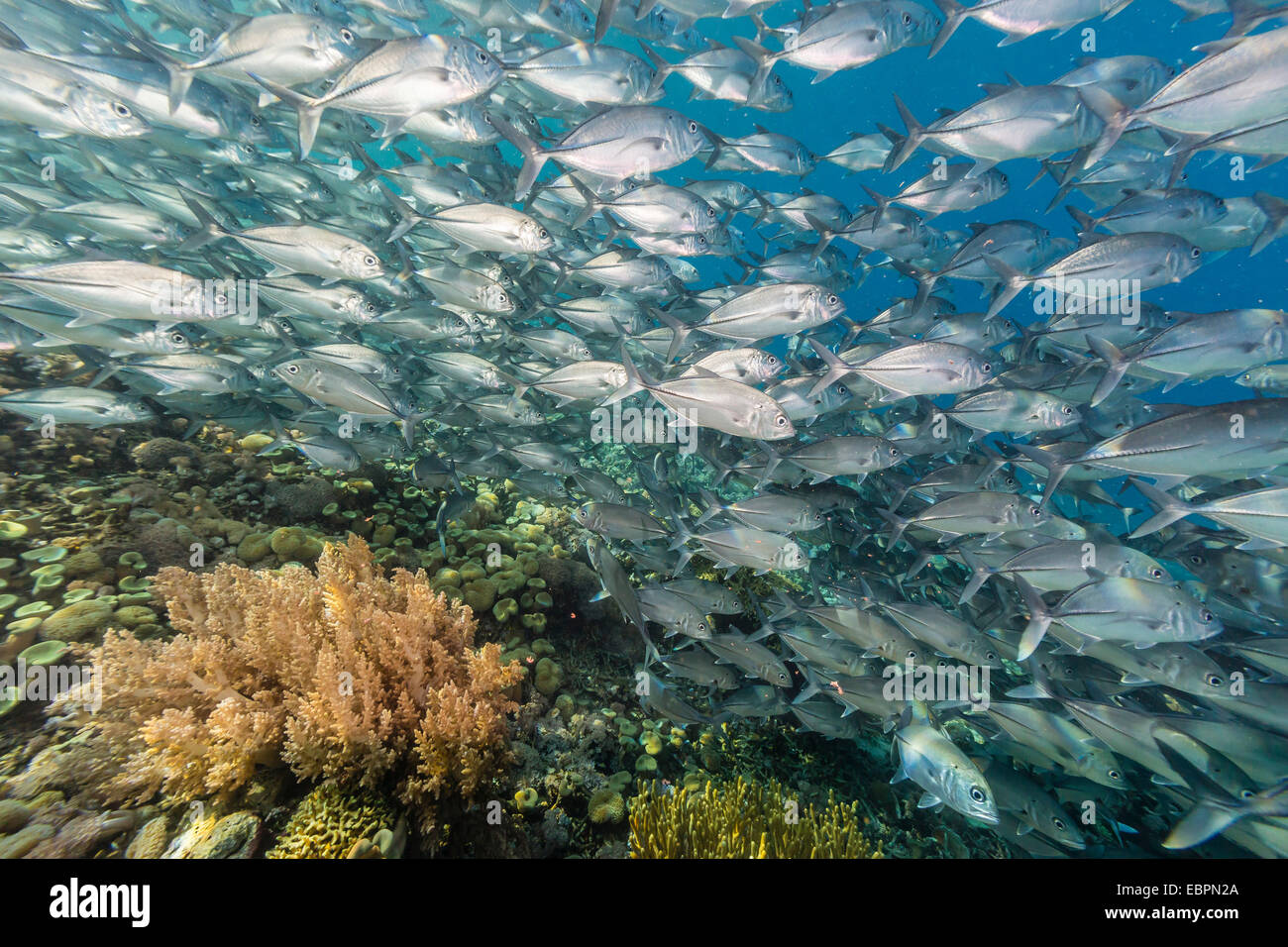 Une école de caranges (Caranx sexfasciatus), l'île de Sebayur, Parc National de l'île de Komodo, en Indonésie, en Asie du Sud-Est, l'Asie Banque D'Images