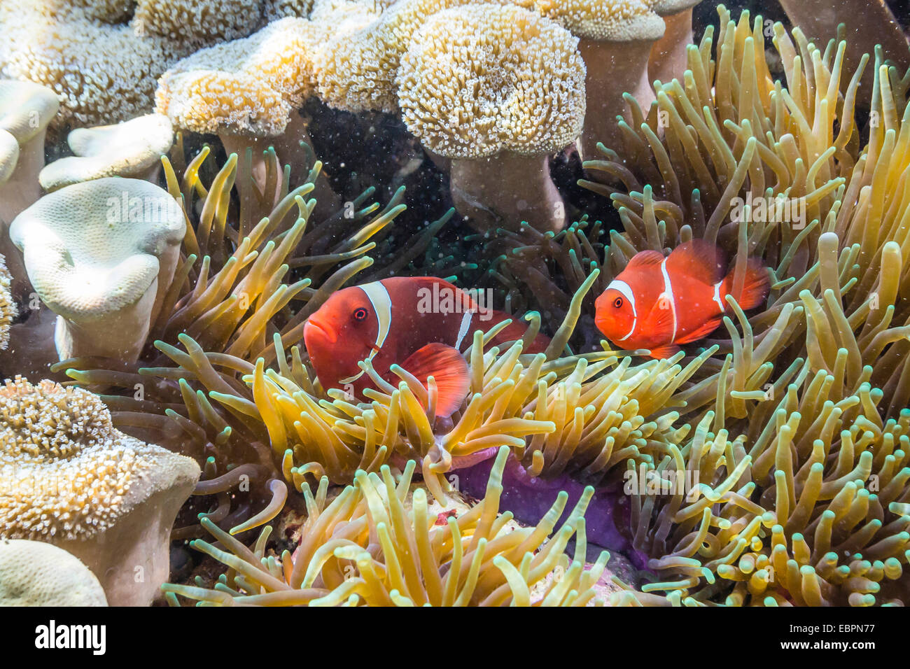 Une paire d'spinecheek (Premnas biaculeatus poisson clown), l'île de Sebayur, Parc National de l'île de Komodo, en Indonésie, en Asie du sud-est Banque D'Images