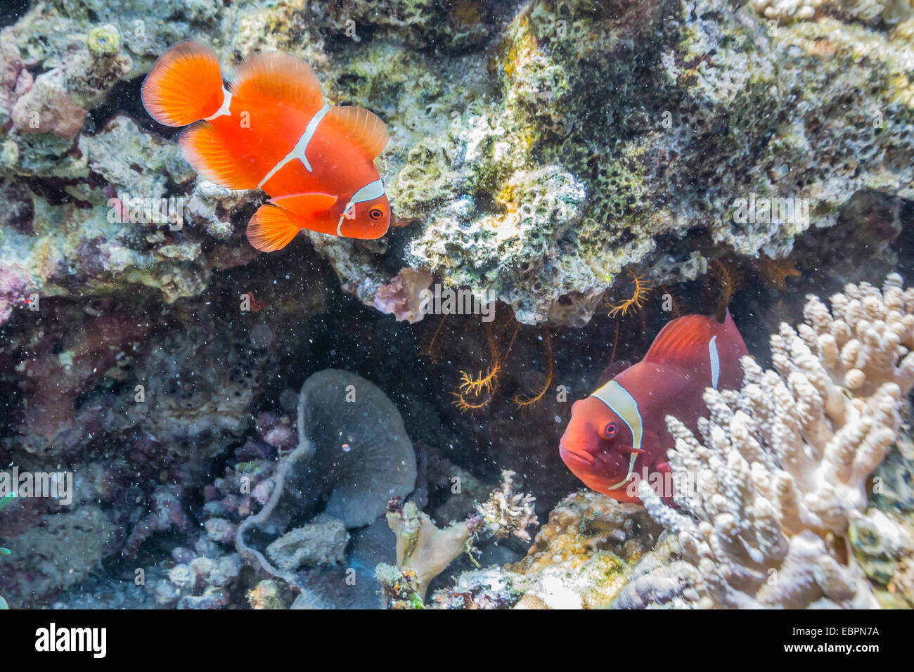Une paire d'spinecheek (Premnas biaculeatus poisson clown), l'île de Sebayur, Parc National de l'île de Komodo, en Indonésie, en Asie du sud-est Banque D'Images