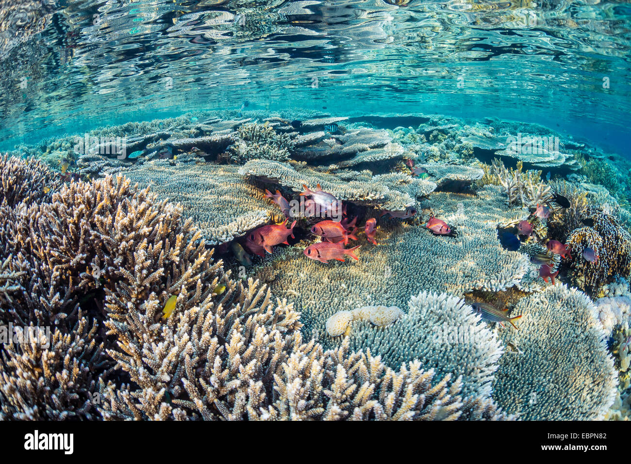 Des coraux durs et mous et reef sur Sebayur poisson sous l'Île, Parc National de l'île de Komodo, en Indonésie, en Asie du Sud-Est, l'Asie Banque D'Images