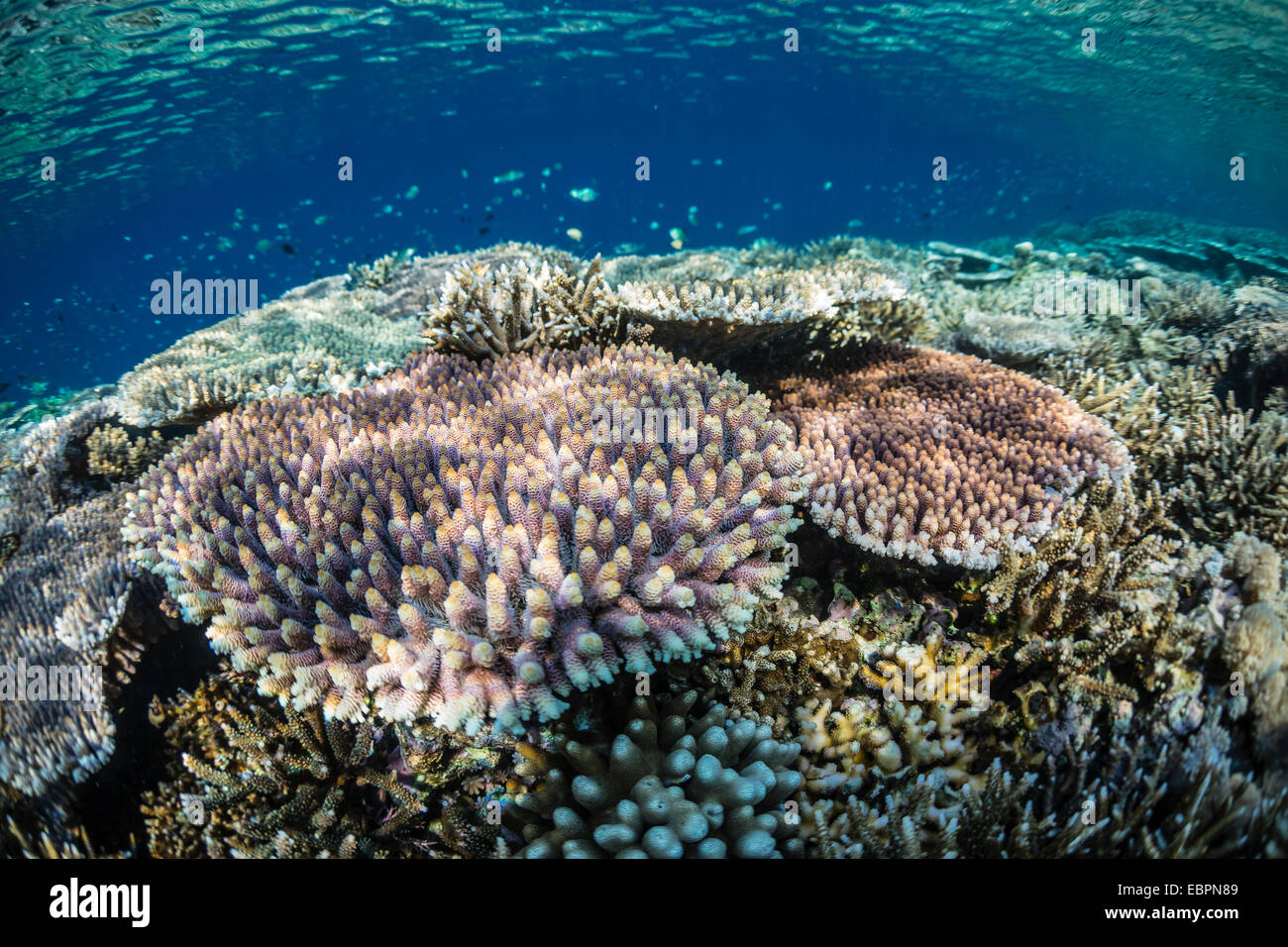 Des coraux durs et mous et reef sur Sebayur poisson sous l'Île, Parc National de l'île de Komodo, en Indonésie, en Asie du Sud-Est, l'Asie Banque D'Images