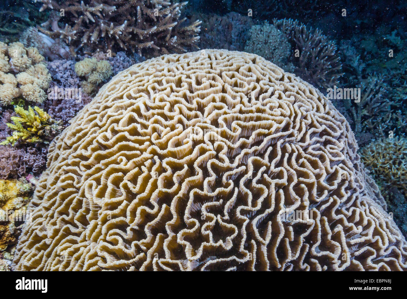Corail cerveau de nuit sur l'île de Sebayur, Parc National de l'île de Komodo, en Indonésie, en Asie du Sud-Est, l'Asie Banque D'Images