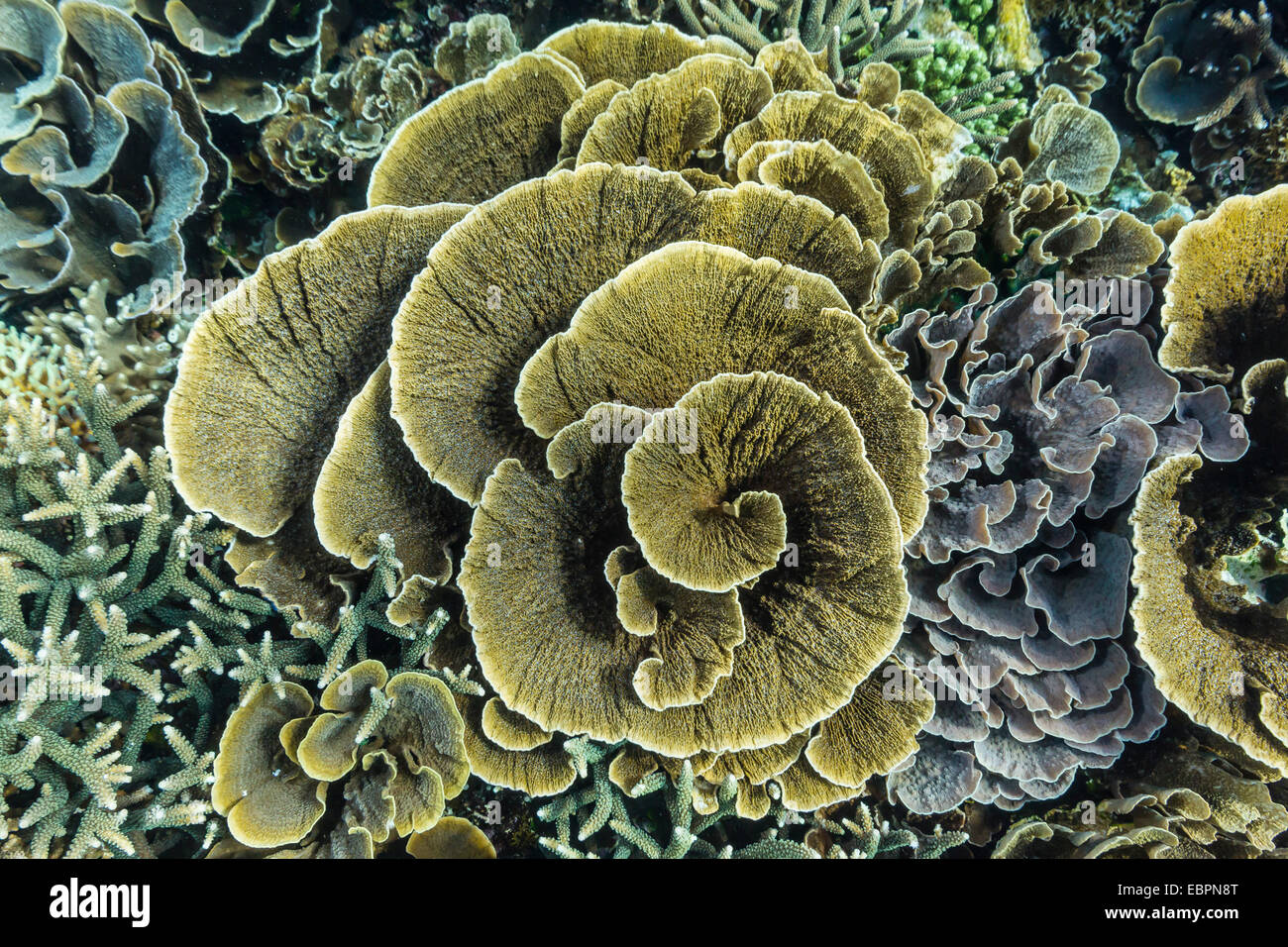 Une profusion de coraux durs et mous sur Siaba subaquatique Kecil, Parc National de l'île de Komodo, en Indonésie, en Asie du Sud-Est, l'Asie Banque D'Images