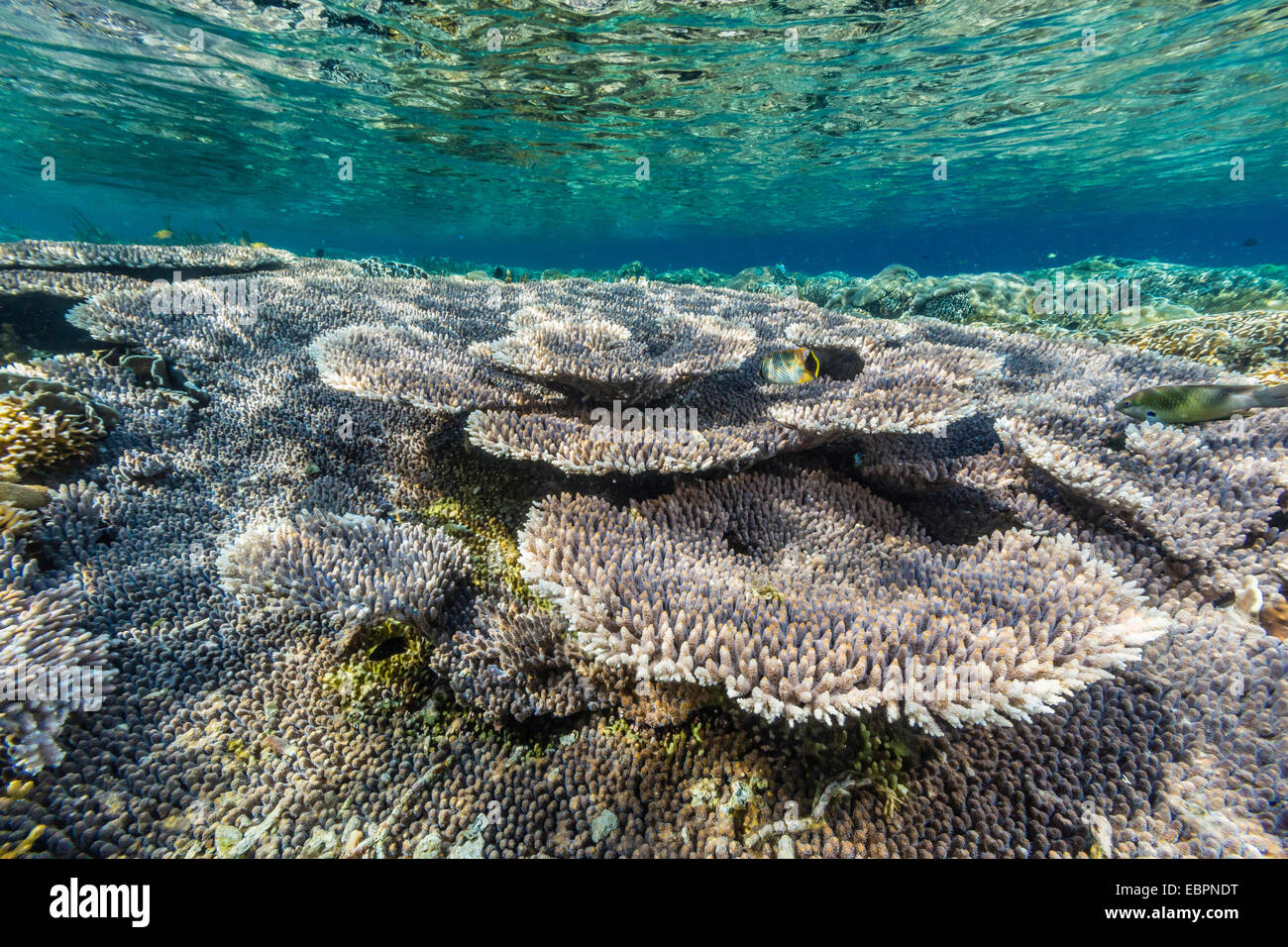 Des coraux durs et mous et reef sur Sebayur poisson sous l'Île, Parc National de l'île de Komodo, en Indonésie, en Asie du Sud-Est, l'Asie Banque D'Images