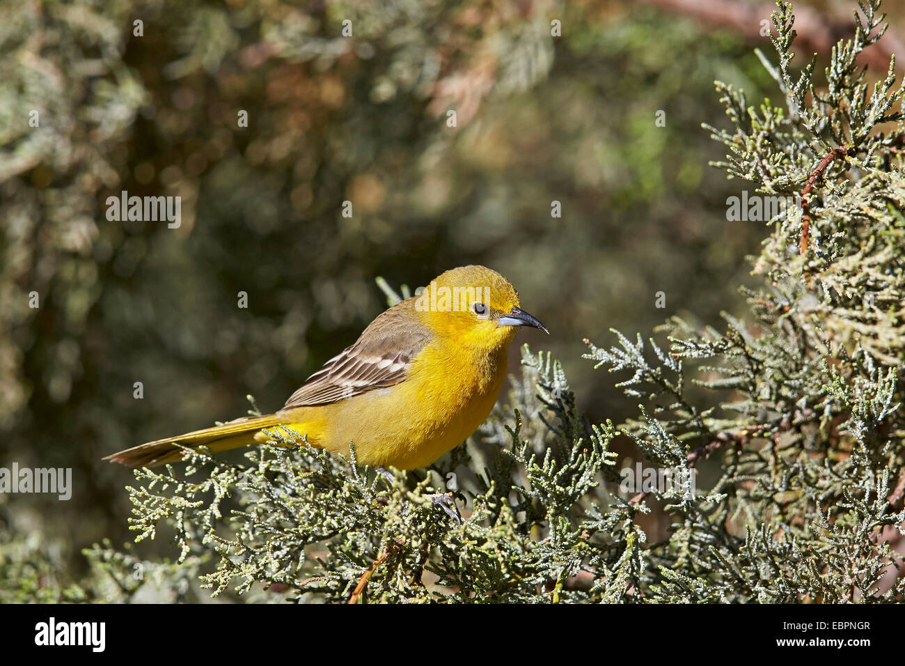 La paruline jaune (Dendroica petechia), femme, Chiricahuas, Coronado National Forest, Arizona, États-Unis d'Amérique Banque D'Images