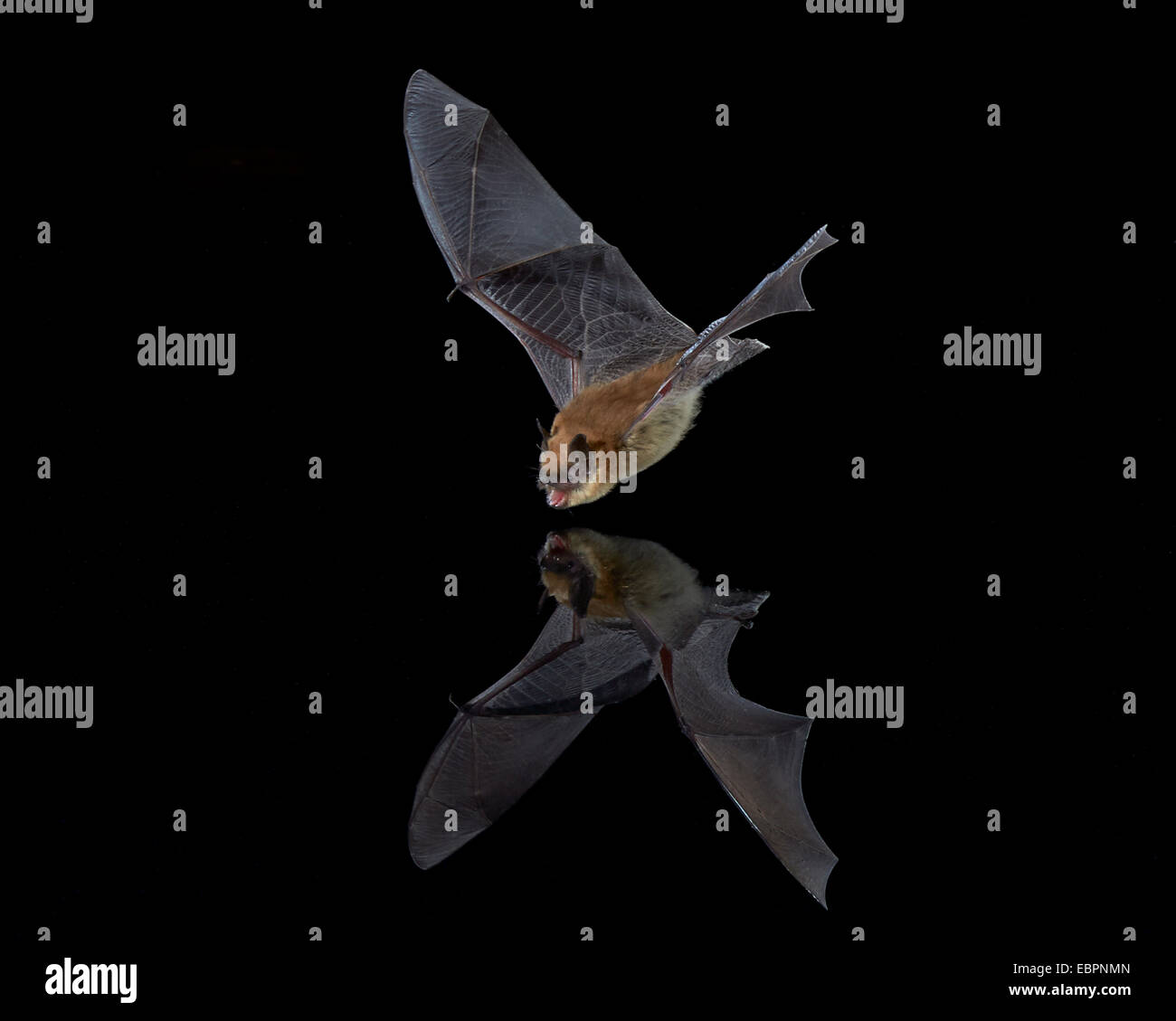 Le sud-ouest (Myotis Myotis auriculus) en vol sur le point de prendre un verre, Chiricahuas, Coronado National Forest, Arizona, USA Banque D'Images