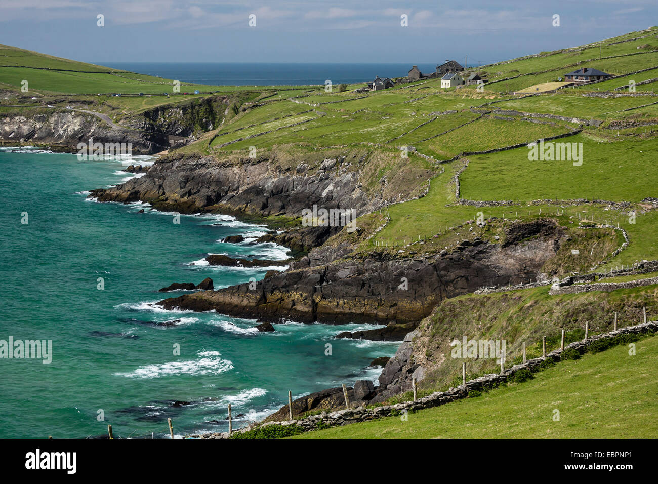 Clôtures et murs de pierre mouton le long de la péninsule de Dingle, comté de Kerry, Munster, République d'Irlande, Europe Banque D'Images