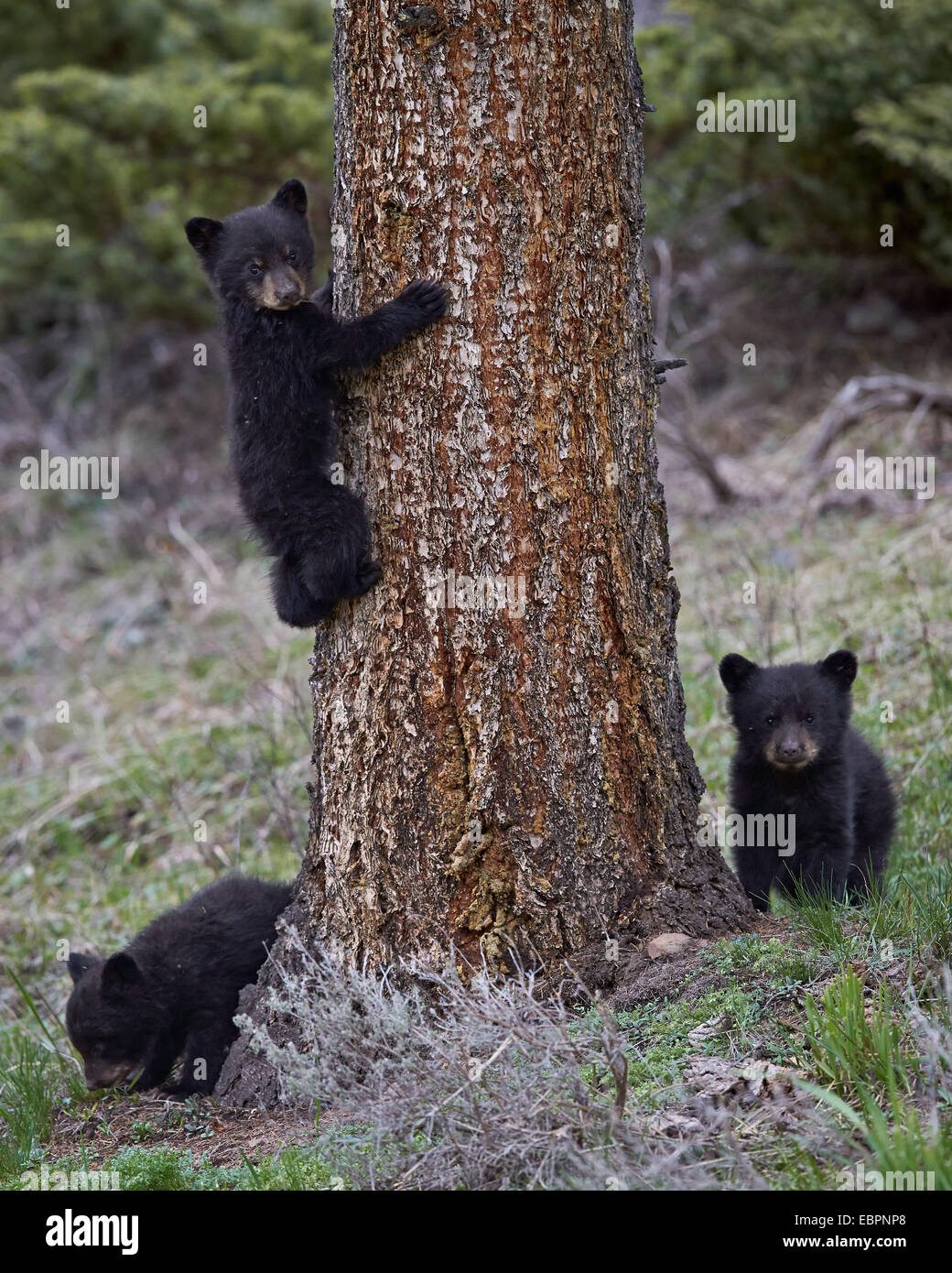 Trois ours noir (Ursus americanus) petits de l'année, le Parc National de Yellowstone, Wyoming, United States of America Banque D'Images