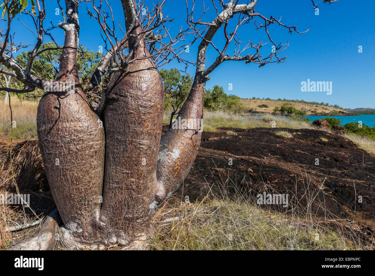 L'Australian boab tree (Adansonia gregorii), Camden Harbour, Kimberley, Western Australia, Australie, Pacifique Banque D'Images
