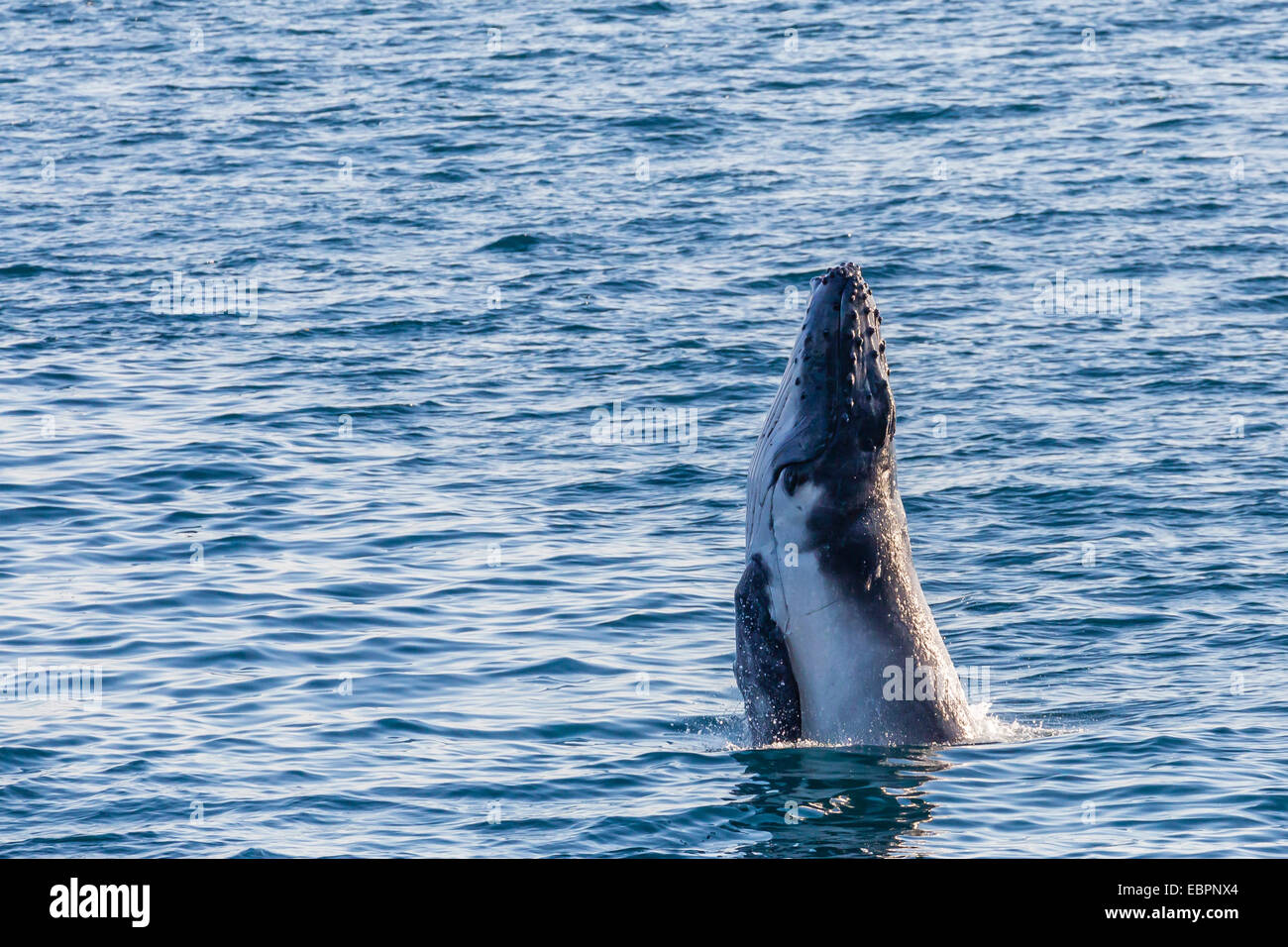 Baleine à bosse (Megaptera novaeangliae) calf violer dans Yampi Sound, Kimberley, Western Australia, Australie, Pacifique Banque D'Images
