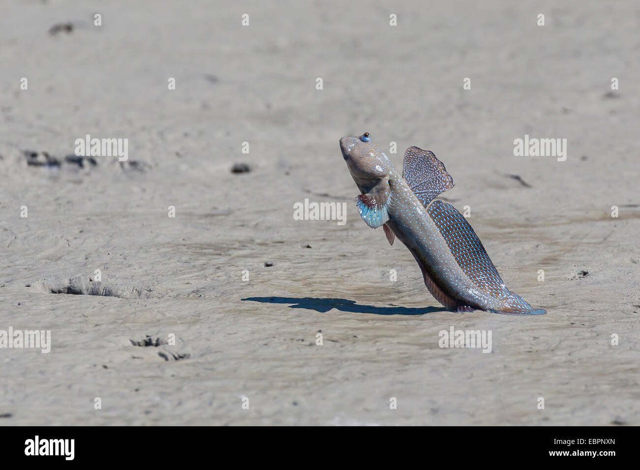 Un homme adulte, sous-famille des mudskipper Oxudercinae, affichage à d'autres mâles dans la Hunter River, Kimberley, Australie Banque D'Images
