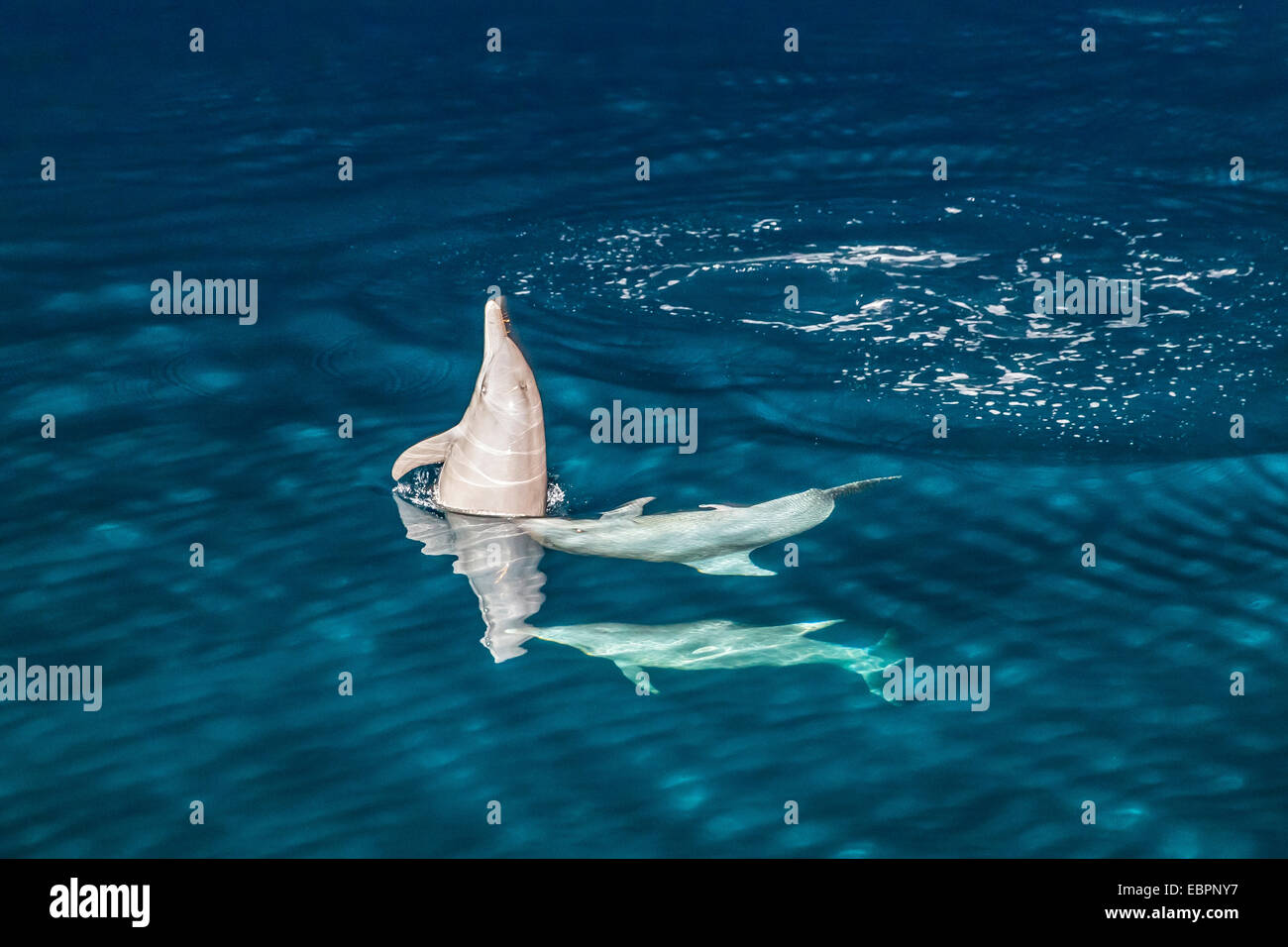 Grand dauphin de l'Indo-Pacifique (Tursiops aduncus) la socialisation et à l'alimentation de nuit dans la baie de Yampi, Kimberley, Australie Banque D'Images