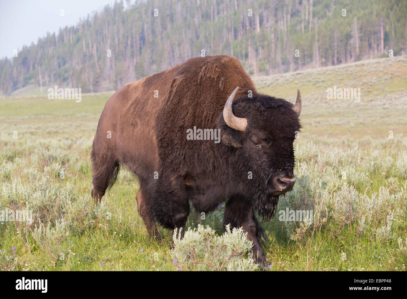 Bison (Bison bison), Hayden Valley, le Parc National de Yellowstone, UNESCO World Heritage Site, Wyoming, United States of America Banque D'Images