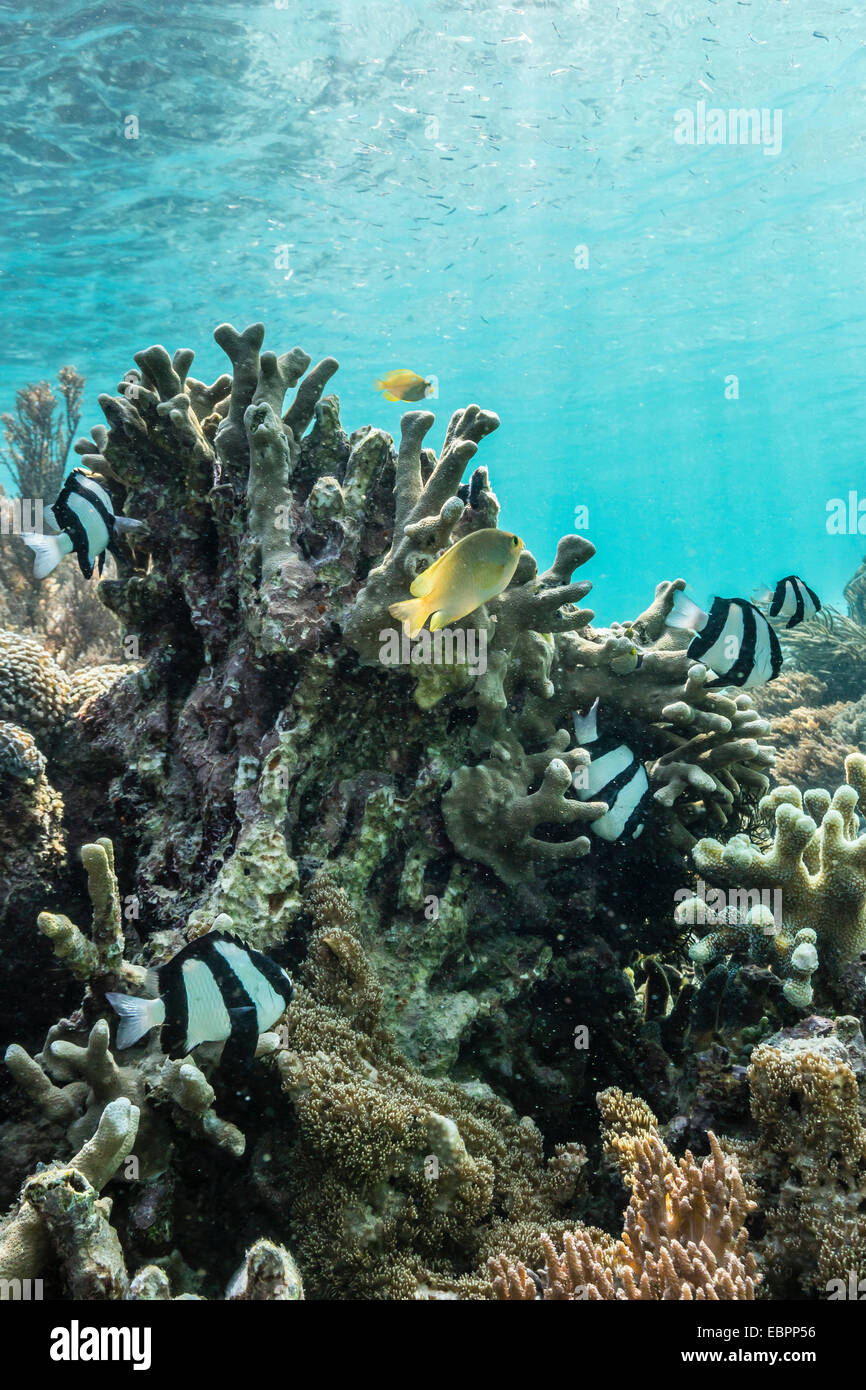 Système de récifs sous-marins sur la plage de sable rose, le Parc National de Komodo, l'île de Komodo, en Indonésie, en Asie du Sud-Est, l'Asie Banque D'Images