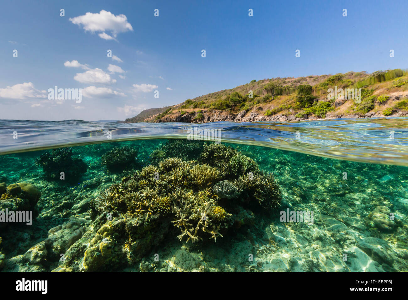 Récif sous-marin de la réserve marine du système sur l'Île Moya, province de Nusa Tenggara, en Indonésie, en Asie du Sud-Est, l'Asie Banque D'Images