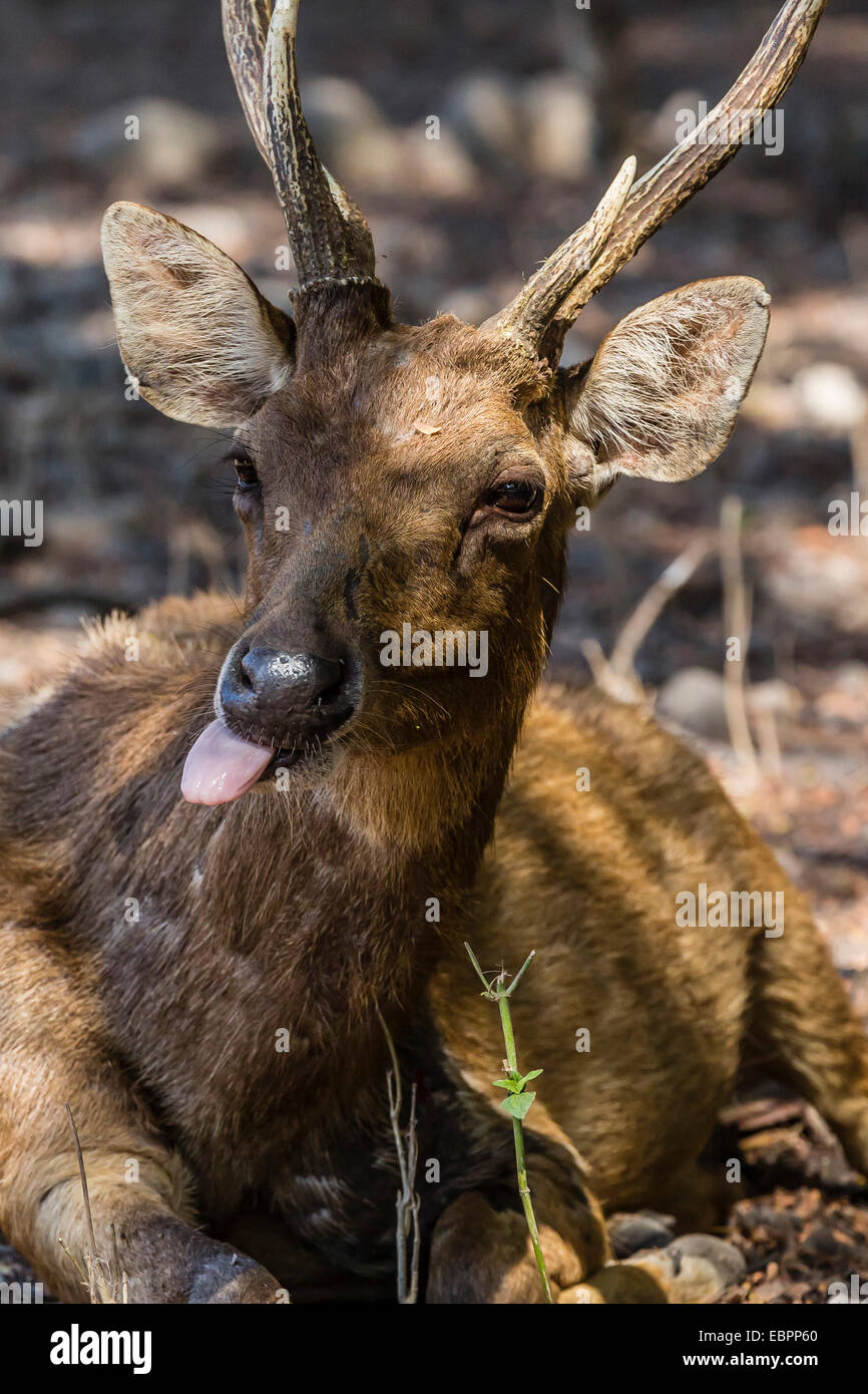 Buck adultes Timor Oriental rusa deer (Cervus timorensis), le Parc National de Komodo, l'île de Komodo, en Indonésie, en Asie du Sud-Est, l'Asie Banque D'Images