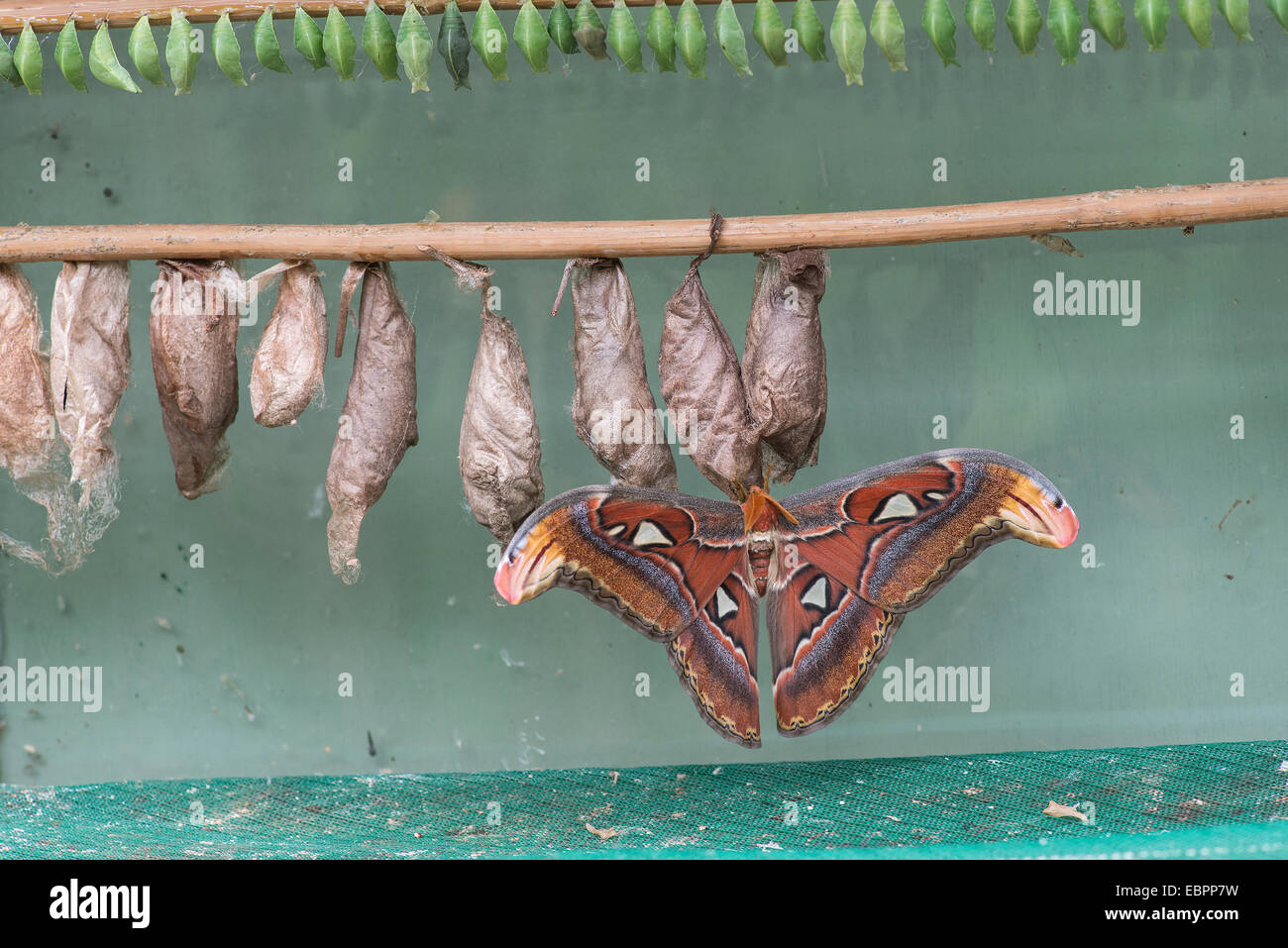 Atlas Moth (Attacus atlas) émergeant de chrysalide dans la ferme des papillons. Devon, Angleterre Banque D'Images