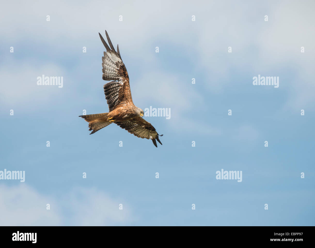 Le Milan royal (Milvus milvus), de Gigrin Farm Rhayader, Wales, Royaume-Uni Banque D'Images
