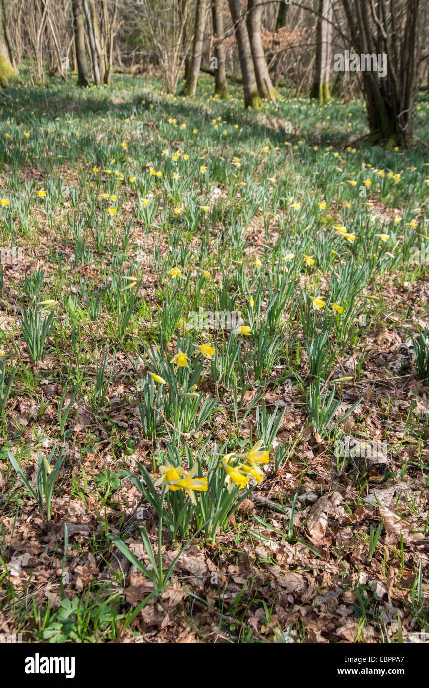 La JONQUILLE Narcissus pseudonarcissus sauvages :. West Dean Woods, Sussex, Angleterre Banque D'Images