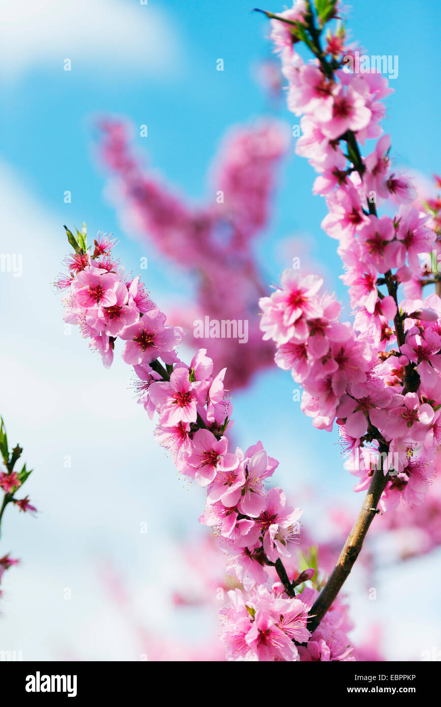 Spring cherry blossom festival, Jinhei, Corée du Sud, Asie Banque D'Images