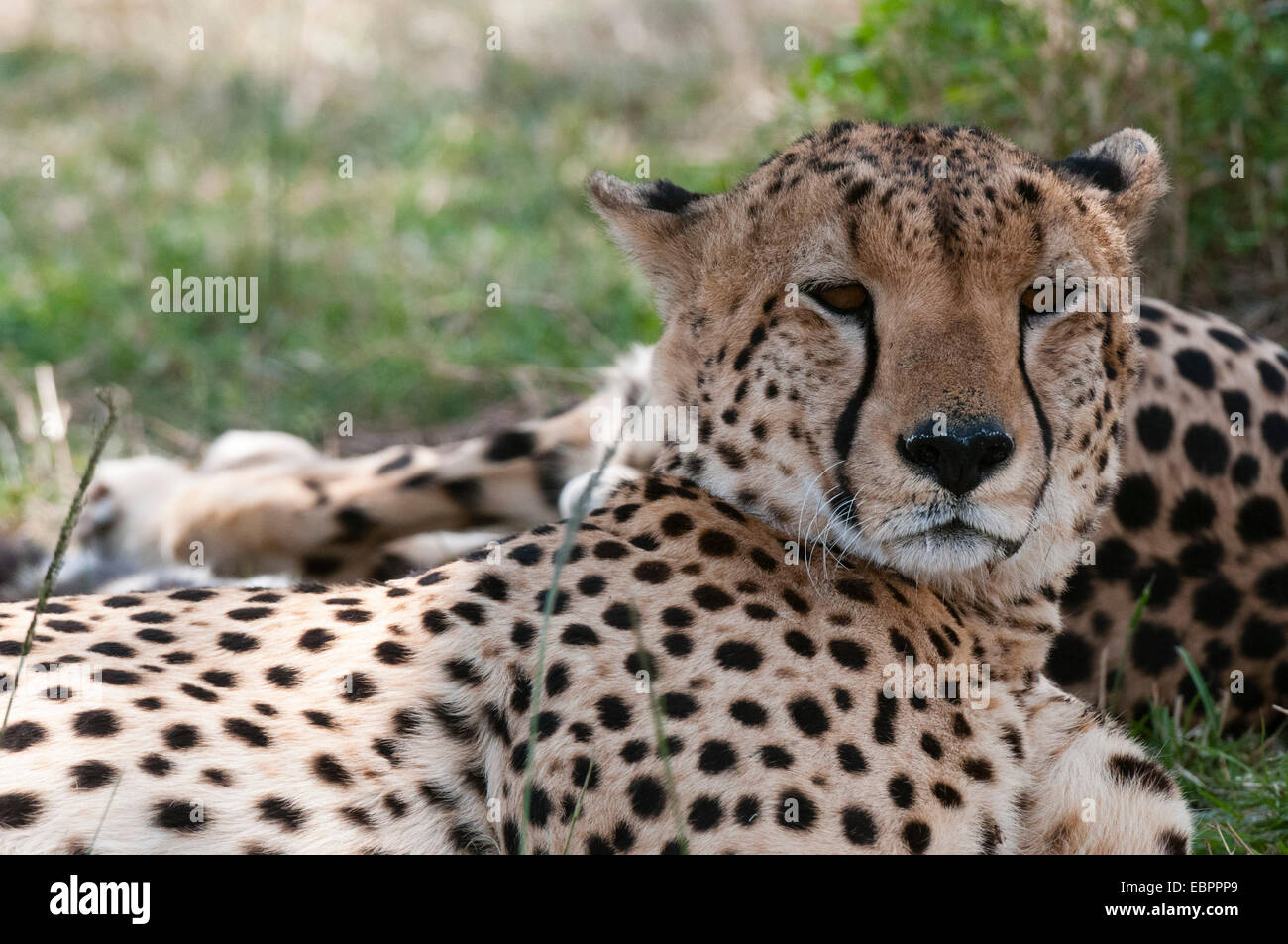 Le Guépard (Acinonyx jubatus), Masai Mara, Kenya, Afrique de l'Est, l'Afrique Banque D'Images