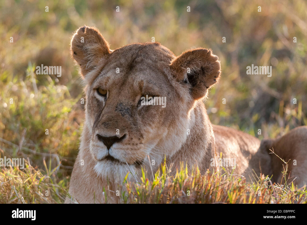 Lion (Panthera leo), Masai Mara, Kenya, Afrique de l'Est, l'Afrique Banque D'Images