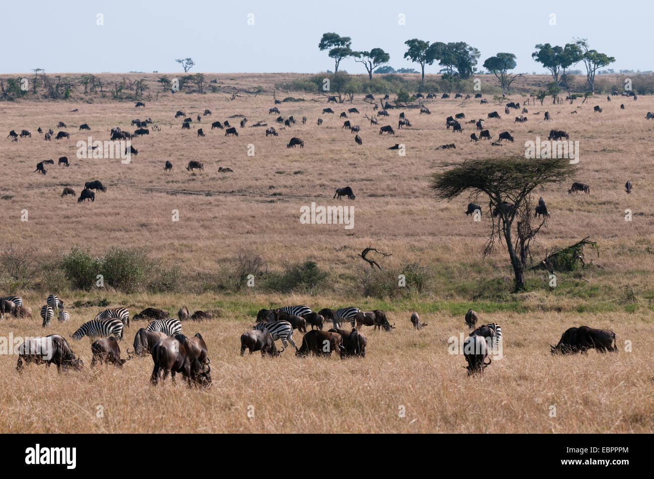 Le Gnou (Connochaetes taurinus), Masai Mara, Kenya, Afrique de l'Est, l'Afrique Banque D'Images