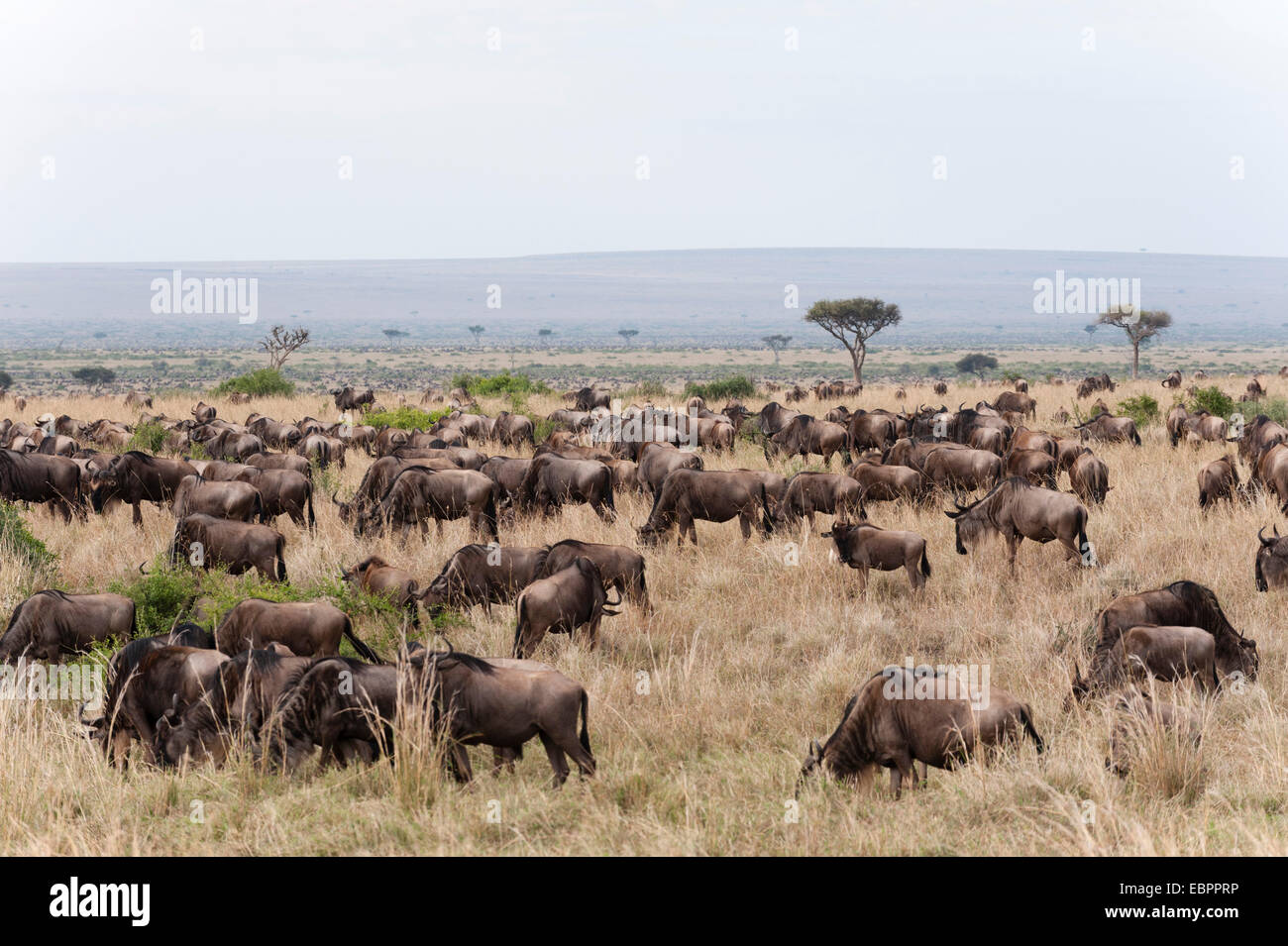 Le Gnou (Connochaetes taurinus), Masai Mara, Kenya, Afrique de l'Est, l'Afrique Banque D'Images