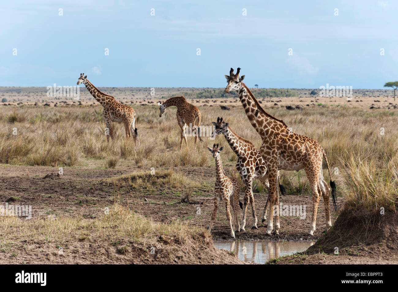 Les Masais Girafe (Giraffa camelopardalis), Masai Mara, Kenya, Afrique de l'Est, l'Afrique Banque D'Images