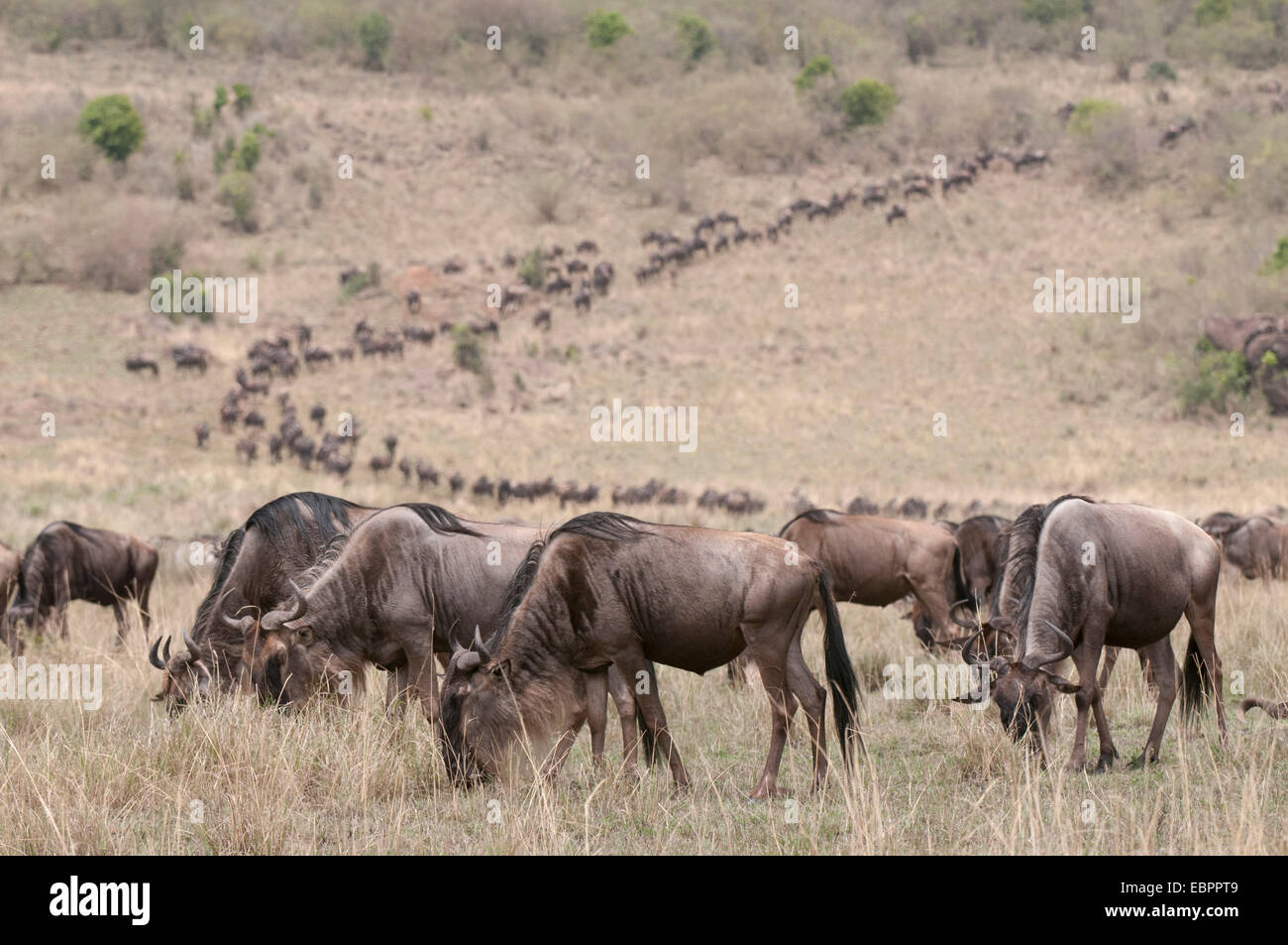 Le Gnou (Connochaetes taurinus), Masai Mara, Kenya, Afrique de l'Est, l'Afrique Banque D'Images