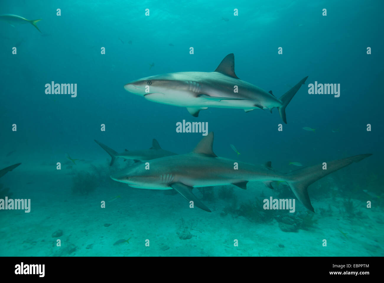 Requins de récifs, Bahamas, Antilles, Amérique Centrale Banque D'Images