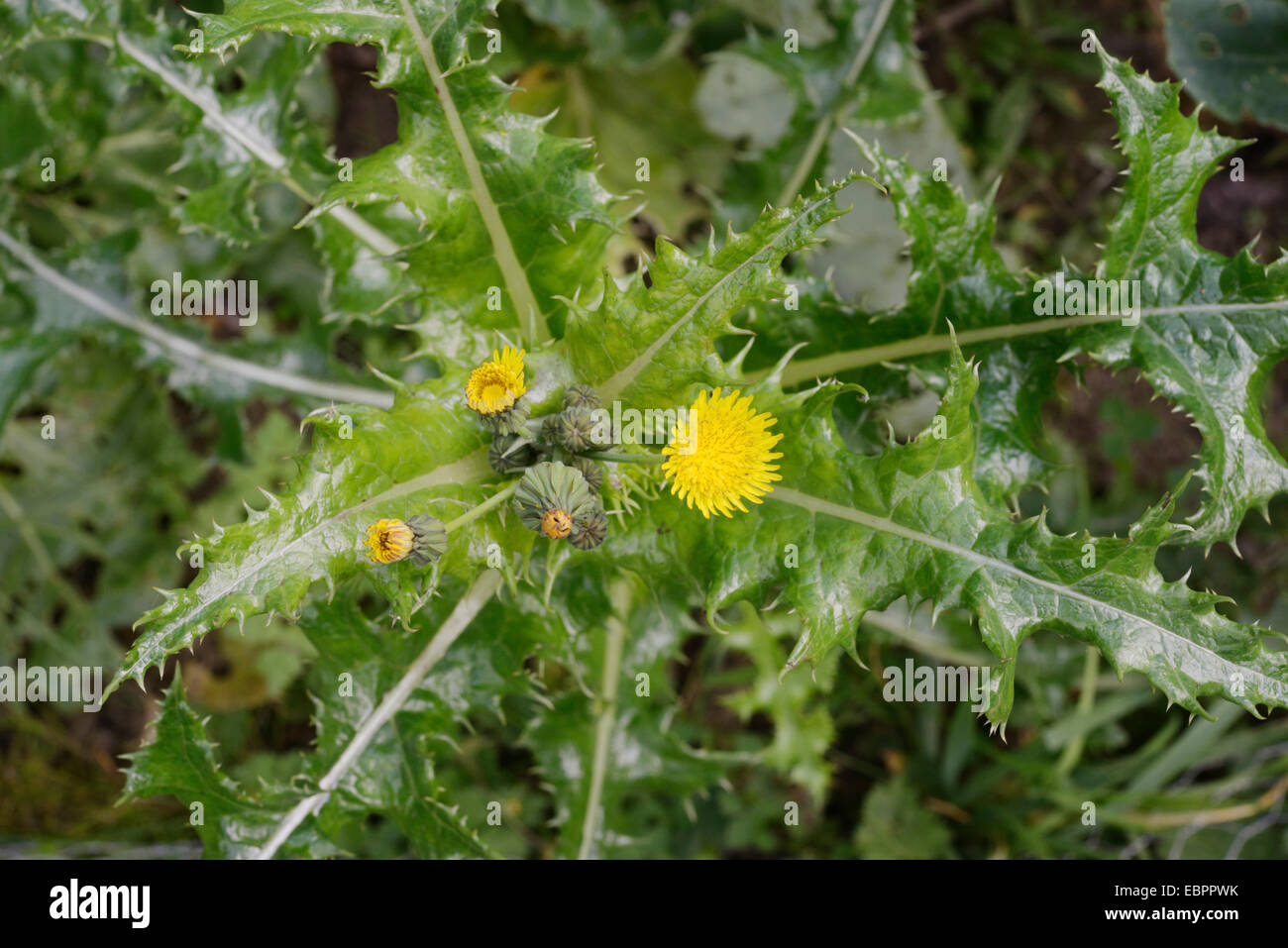Sonchus asper, laiteron épineux, Pays de Galles, Royaume-Uni. Banque D'Images