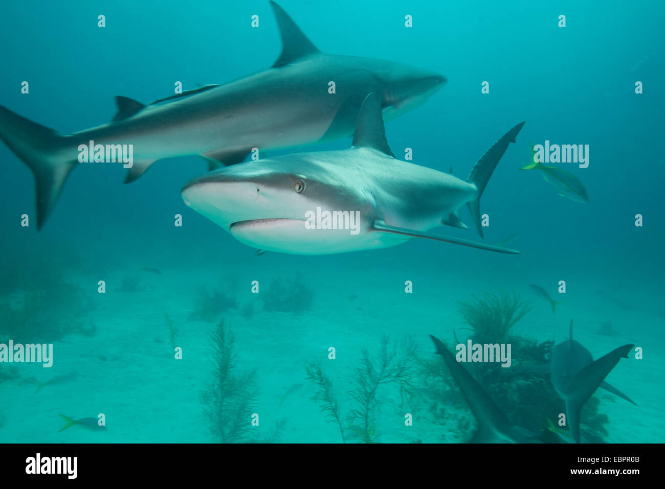 Requins de récifs, Bahamas, Antilles, Amérique Centrale Banque D'Images