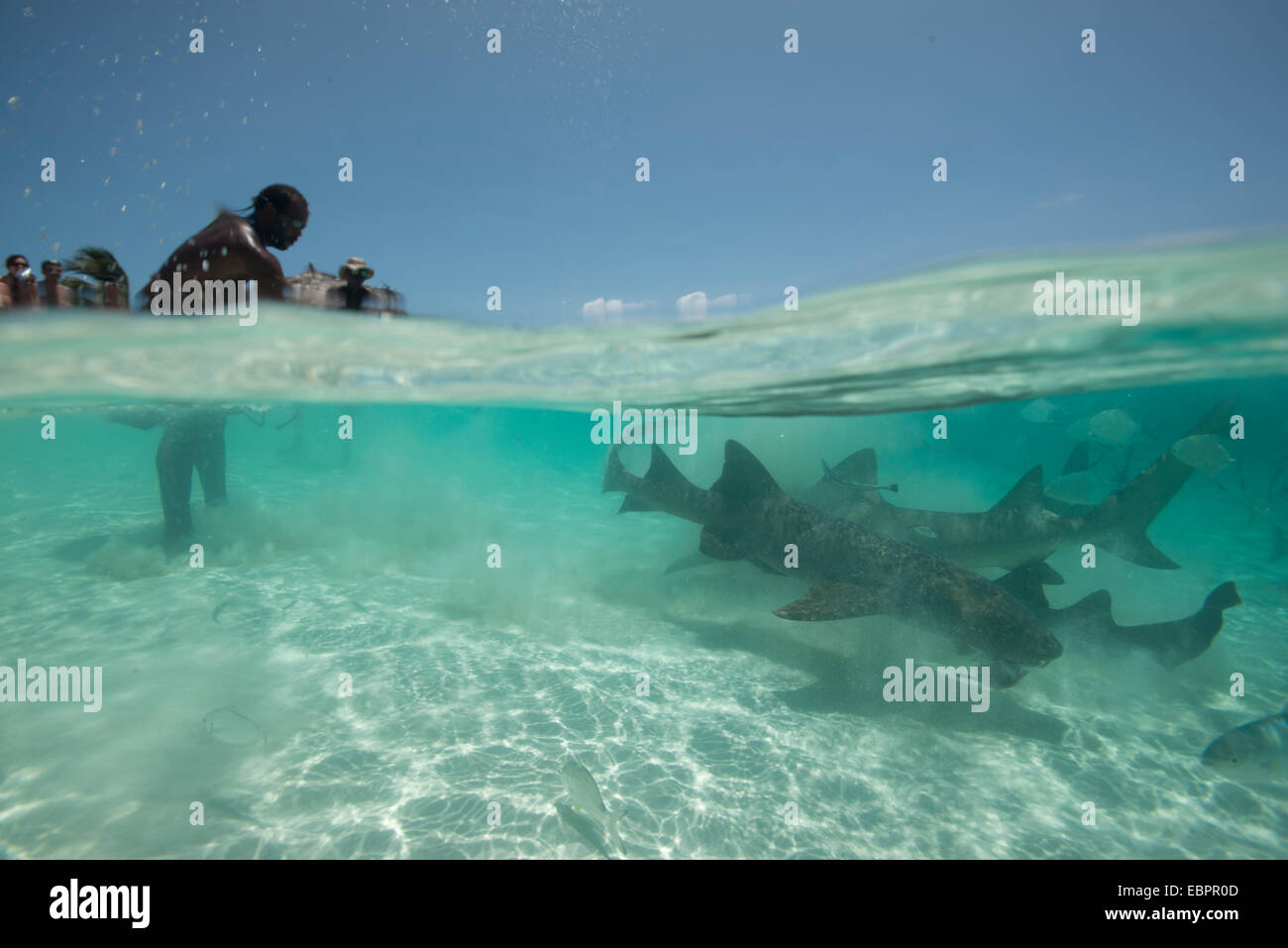 Nourriture des requins au large de la plage, dans les Bahamas, aux Antilles, en Amérique centrale Banque D'Images