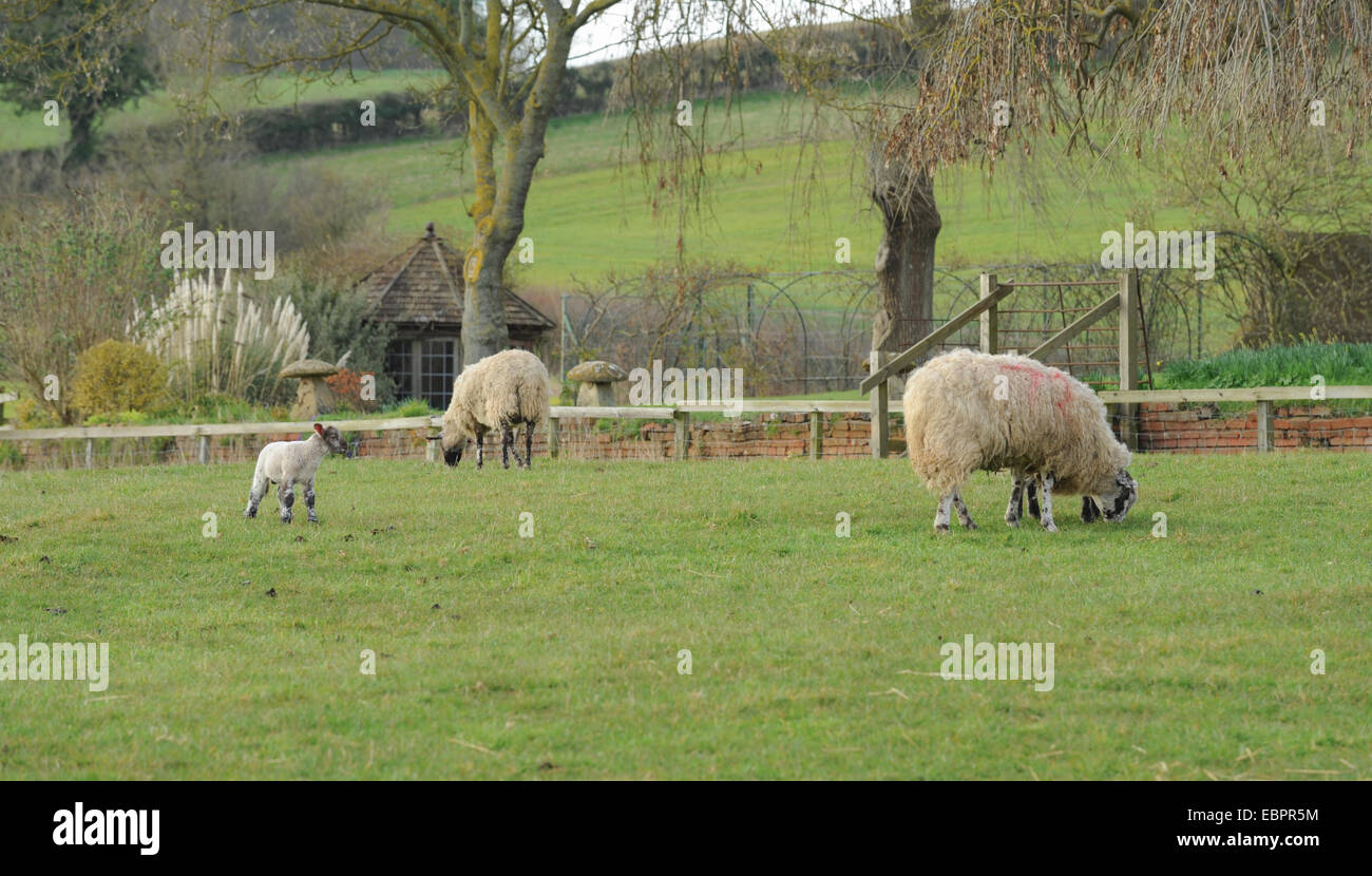 Agneaux et moutons paître dans un champ sur la ferme, près de couteliers de Stratford-upon-Avon, Warwickshire, England, UK Banque D'Images