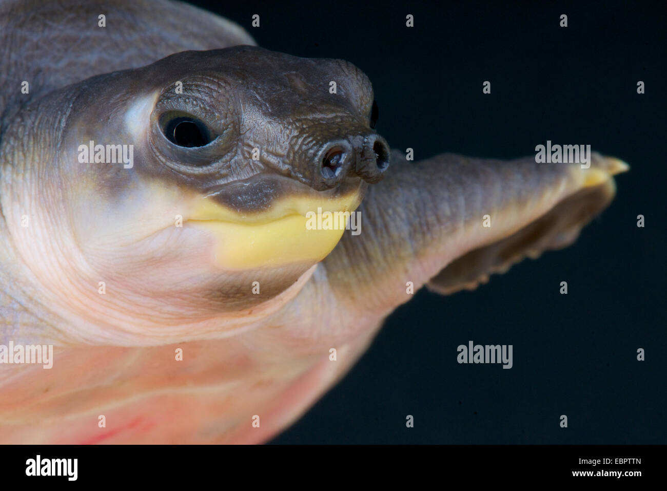 Au Nez De Cochon Banque D Image Et Photos Alamy