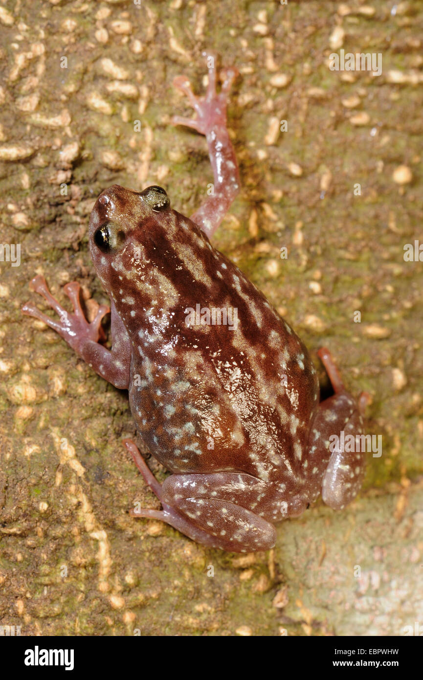 Termitière, grenouille ramanella Variable à ventre blanc, museau pug (cf. Ramanella variegata grenouille), sur le terrain, le Sri Lanka, Sinharaja Forest National Park Banque D'Images