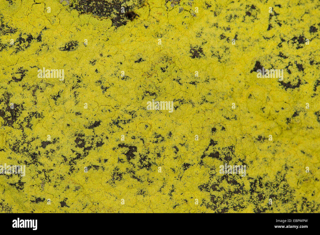 La poussière de soufre (Chrysothrix chlorina lichen, Lepraria chlorina), sur un rocher, Allemagne Banque D'Images