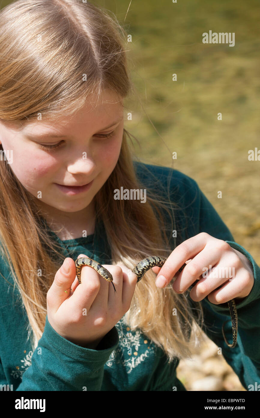 Serpent d'herbe sicilienne (Natrix natrix sicula), girl holding un serpent dans ses mains, l'Italie, Sicile Banque D'Images