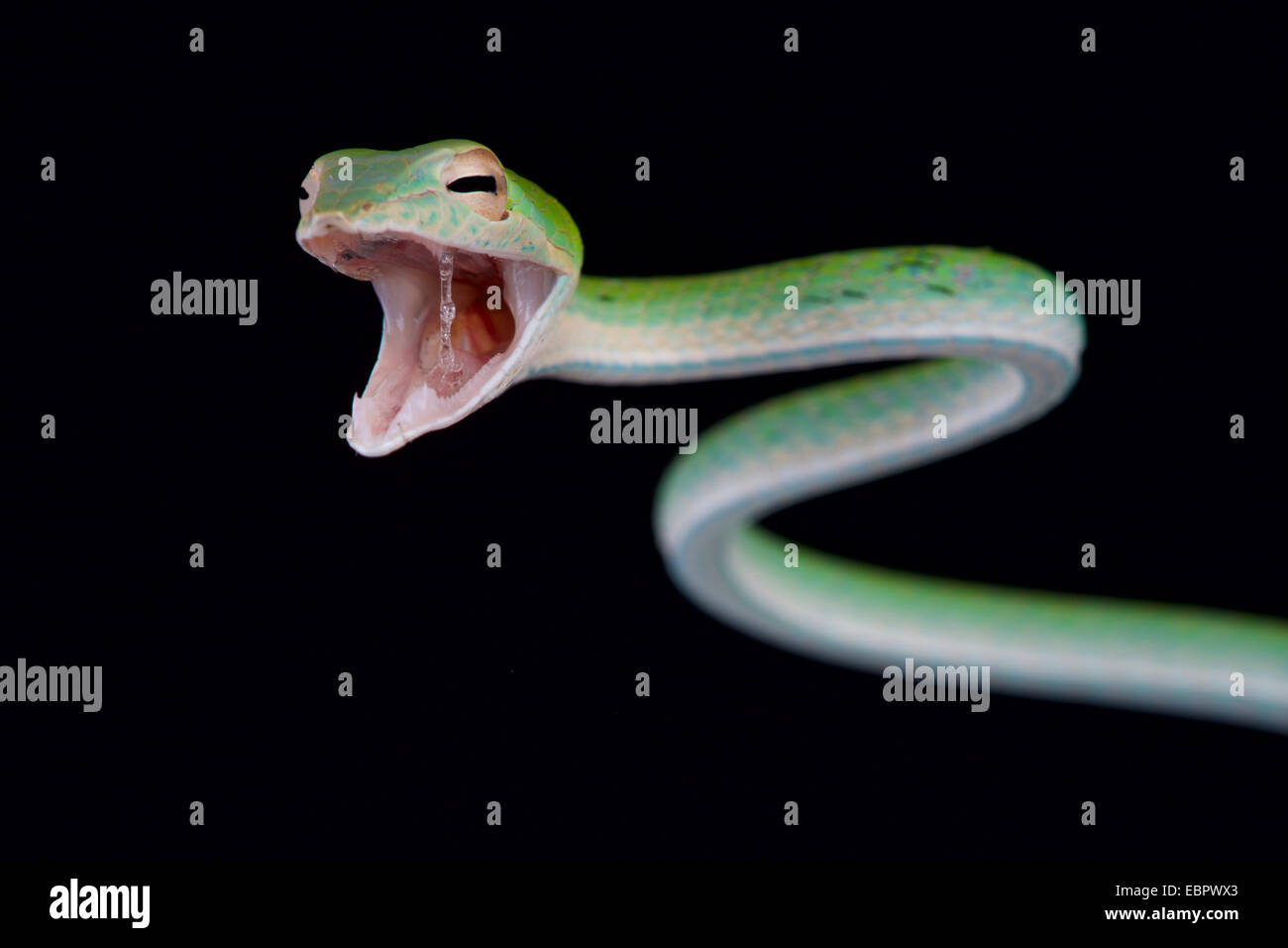 Ahaetulla nasuta / SERPENT ATTAQUE Banque D'Images