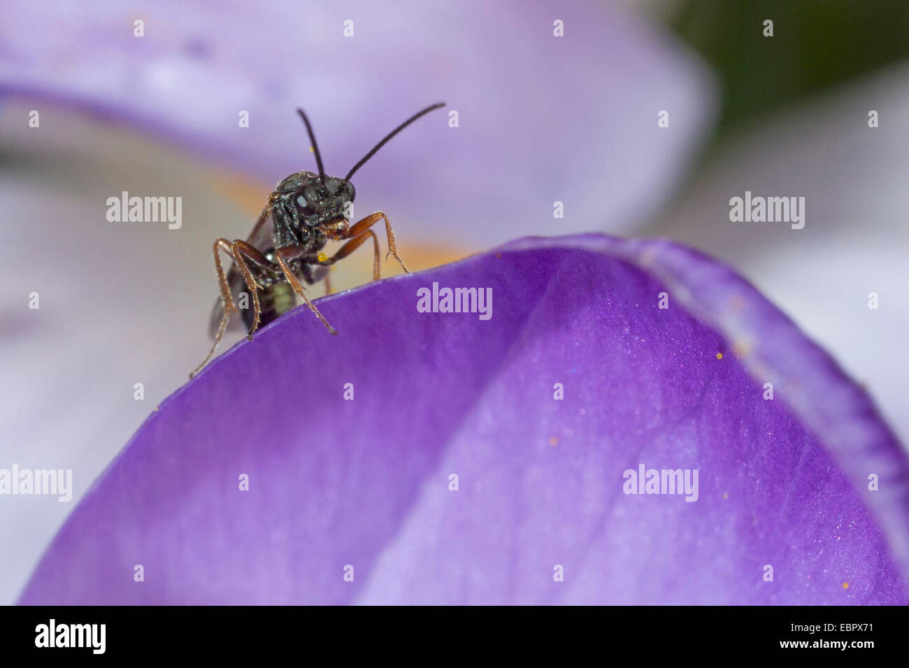 Mouche ichneumon, mouche ichneumon (Ichneumonidae), ichneumonfly dans une fleur de crocus, Allemagne Banque D'Images