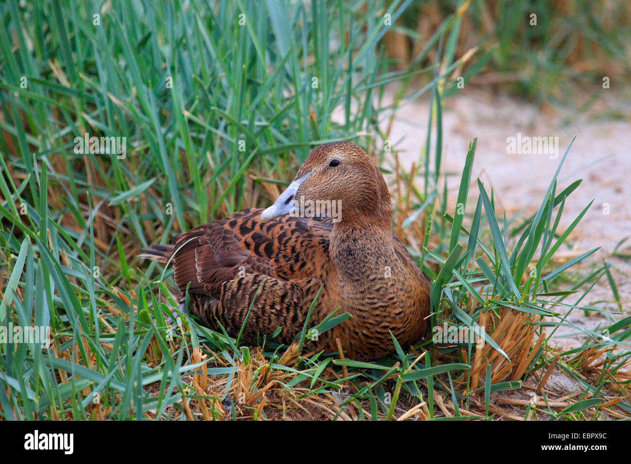 L'eider à duvet (Somateria mollissima), Femme, Allemagne Banque D'Images