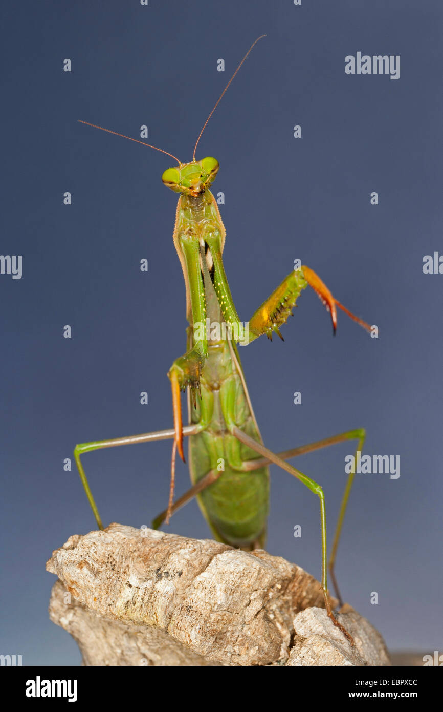 La prédation européenne (Mantis religiosa mantis), montage vertical Banque D'Images
