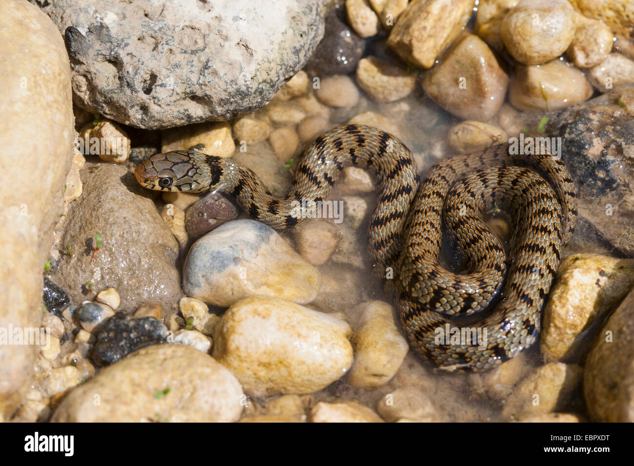Serpent d'herbe sicilienne (Natrix natrix sicula), en eau peu profonde à la rive, l'Italie, Sicile Banque D'Images