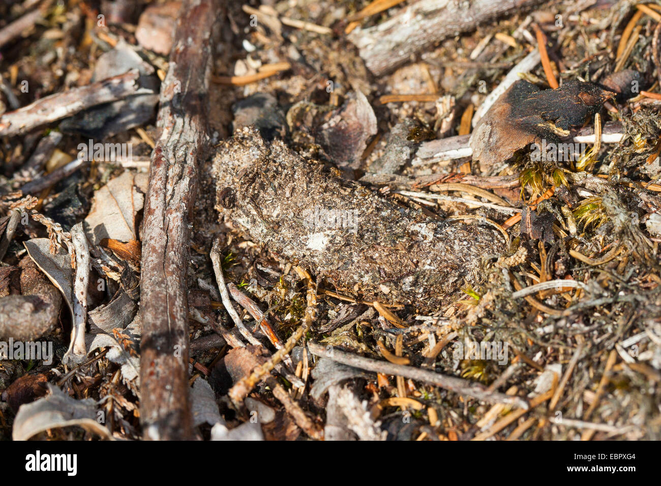 Sac à main-Spider web (Atypus affinis), tube de soie qui est partiellement caché sous terre, Allemagne Banque D'Images