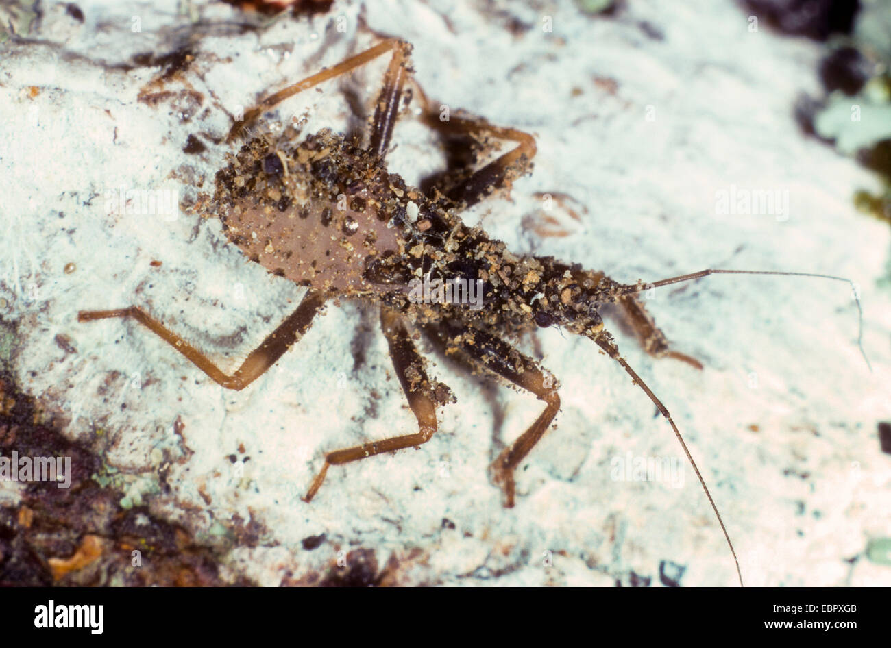 Bug Hunter masqués, fly bug (Reduvius personatus) larve, couverts de poussière de camouflage, Allemagne Banque D'Images