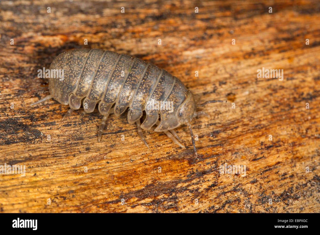Cloportes vulgaires, comprimé bug (Helleria brevicornis), sur bois, France, Corse Banque D'Images